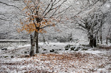 Dağlardaki kış ağaçları taze karla kaplıdır. Sarı ve kırmızı sonbahar yaprakları karla kaplı. Kafkasya 'daki dağ yolunda. Azerbaycan