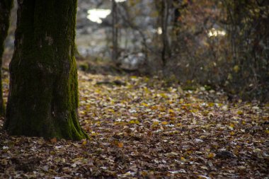 Günbatımında asfalt dağ yolu olan renkli sonbahar ormanıyla muhteşem bir manzara. Sonbaharda akşamları boş yollar, ağaçlar ve güneş ışığı olan güzel bir manzara. Seyahat geçmişi. Doğa