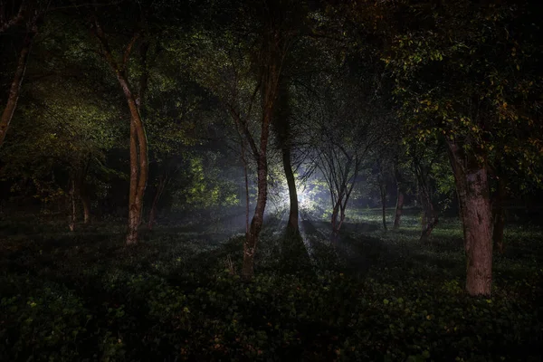 Dark night in forest at fog time. Surreal night forest scene. Horror halloween concept. Magical lights sparkling in mysterious forest at night. Long exposure shot