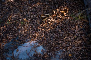 Ormandaki taş zemine altın renginde yapraklar dökülüyor. Renkli altın yapraklı bir orman. Doğa.