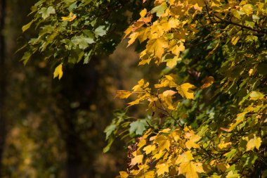 Ormanda yere altın gibi titreşimli yapraklar dökülüyor. Renkli altın yapraklı bir orman. Doğa.