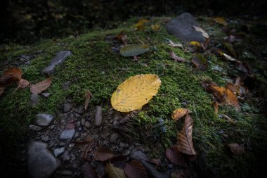 Renkli sonbahar ormanıyla muhteşem bir manzara. Sonbahar mevsiminde güzel ağaçlar. Azerbaycan Doğası
