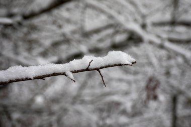 Dağlardaki kış ağaçları taze karla kaplıdır. Kapalı ağaç dalları karla kaplı. Kafkasya 'daki dağ yolunda. Azerbaycan