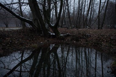 Renkli sonbahar ormanlarındaki küçük gölet manzarası inanılmaz. Sakin bir akşam manzarası. Azerbaycan doğası