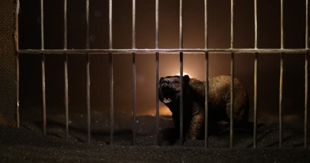 Silhueta Urso Miniatura Gaiola Zoológico Sonhos Liberdade Decoração Criativa Com — Vídeo de Stock