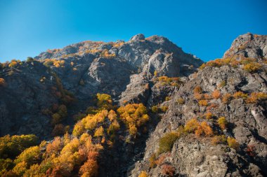 Renkli sonbahar ormanıyla muhteşem bir manzara. Sonbahar mevsiminde güzel ağaçlar. Azerbaycan Doğası