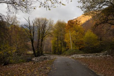 Günbatımında asfalt dağ yolu olan renkli sonbahar ormanıyla muhteşem bir manzara. Sonbaharda akşamları boş yollar, ağaçlar ve güneş ışığı olan güzel bir manzara. Seyahat geçmişi. Doğa