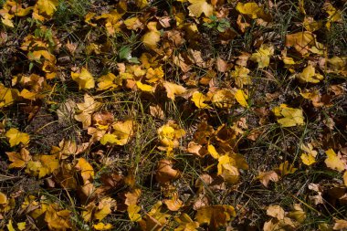 Ormanda yere altın gibi titreşimli yapraklar dökülüyor. Renkli altın yapraklı bir orman. Doğa.