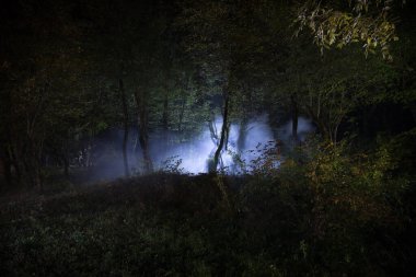 Sis zamanında ormanda karanlık bir gece. Gerçeküstü gece orman sahnesi. Korku Cadılar Bayramı konsepti. Geceleri gizemli ormanda parlayan sihirli ışıklar. Uzun pozlu çekim