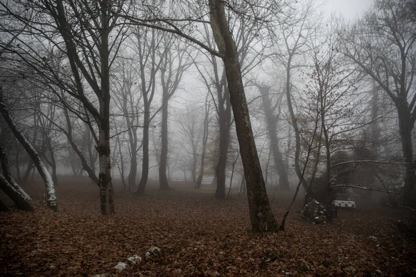 Paysage Avec Beau Brouillard Forêt Sur Colline Sentier Travers Une — Photo