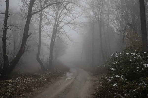 Landscape Beautiful Fog Forest Hill Trail Mysterious Winter Forest Autumn — Stock Photo, Image