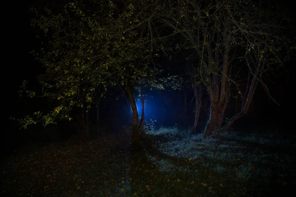 Dark night in forest at fog time. Surreal night forest scene. Horror halloween concept. Magical lights sparkling in mysterious forest at night. Long exposure shot