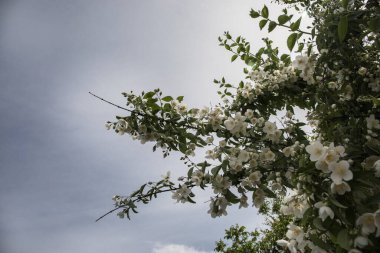 Azerbaycan doğasında, ilkbaharda mavi güneşli gökyüzüne karşı güzel çiçek açan elma ağacı