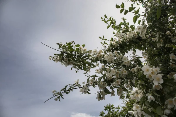 Azerbaycan doğasında, ilkbaharda mavi güneşli gökyüzüne karşı güzel çiçek açan elma ağacı