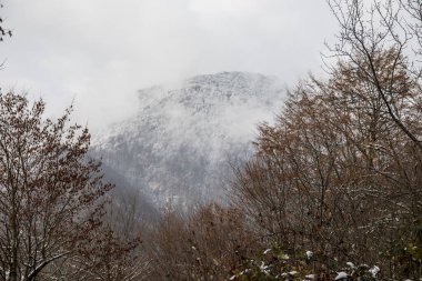 Tepedeki ormanda güzel sisli bir manzara ya da yerde sonbahar yaprakları olan gizemli bir kış ormanı boyunca patika. Kış ormanlarından geçen bir yol. Büyüleyici bir atmosfer. Azerbaycan doğası
