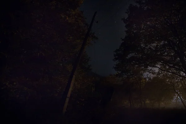黑暗的夜晚在雾中的森林里 超现实的夜晚森林场景 概念之间的恐怖的光环 夜晚神秘的森林里闪烁着神奇的光芒 长期暴露镜头 — 图库照片