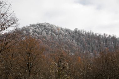 Tepedeki ormanda güzel sisli bir manzara ya da yerde sonbahar yaprakları olan gizemli bir kış ormanı boyunca patika. Kış ormanlarından geçen bir yol. Büyüleyici bir atmosfer. Azerbaycan doğası