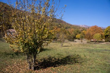 Renkli sonbahar ormanıyla muhteşem bir manzara. Sonbahar mevsiminde güzel ağaçlar. Azerbaycan Doğası