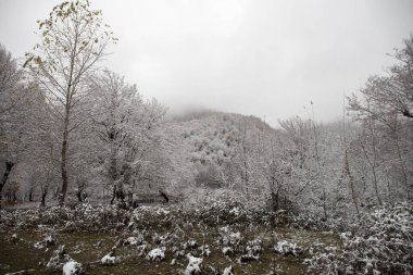 Dağlardaki kış ağaçları taze karla kaplıdır. Karla kaplı ağaç dallarıyla güzel sisli bir manzara. Kafkasya 'daki dağ yolunda. Azerbaycan
