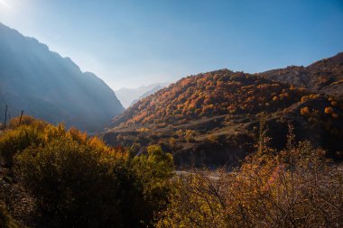 Renkli sonbahar ormanıyla muhteşem bir manzara. Sonbahar mevsiminde güzel ağaçlar. Azerbaycan Doğası