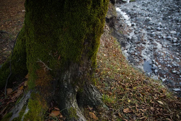 Albero Con Muschio Radici Una Foresta Verde Muschio Tronco Albero — Foto Stock