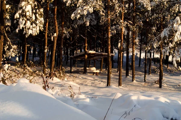 Закат Лесу Между Деревьями Штаммов Зимний Период Зимой Горный Лес — стоковое фото