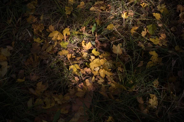 Queda Vibrante Dourada Deixa Chão Uma Floresta Floresta Com Folhagem — Fotografia de Stock