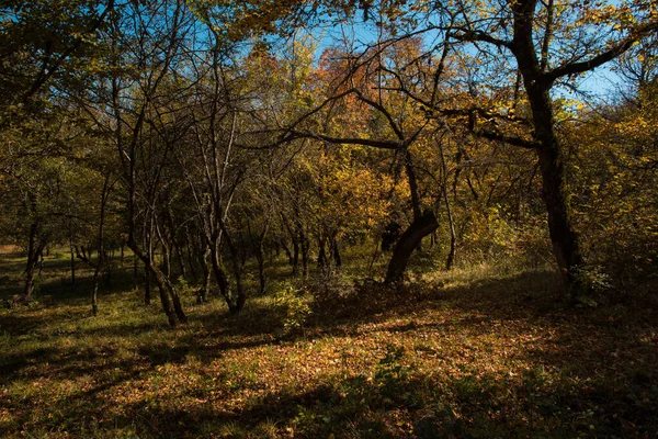 Úžasný Výhled Barevným Podzimním Lesem Krásné Stromy Podzimním Období Ázerbájdžánská — Stock fotografie