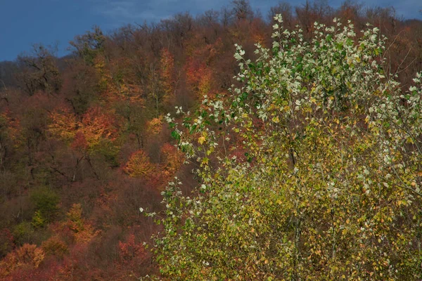 Tolle Aussicht Mit Buntem Herbstwald Mit Asphaltierter Bergstraße Bei Sonnenuntergang — Stockfoto