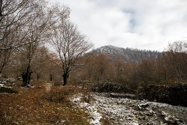 Krajina Krásnou Mlhou Lese Kopci Nebo Stezka Tajemným Zimním Lesem — Stock fotografie