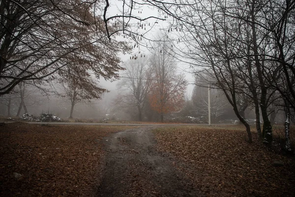 Landscape Beautiful Fog Forest Hill Trail Mysterious Winter Forest Autumn — Stock Photo, Image