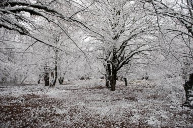 Dağlardaki kış ağaçları taze karla kaplıdır. Ağaç dallarının karla kaplı olduğu güzel bir manzara. Kafkasya 'daki dağ yolunda. Azerbaycan