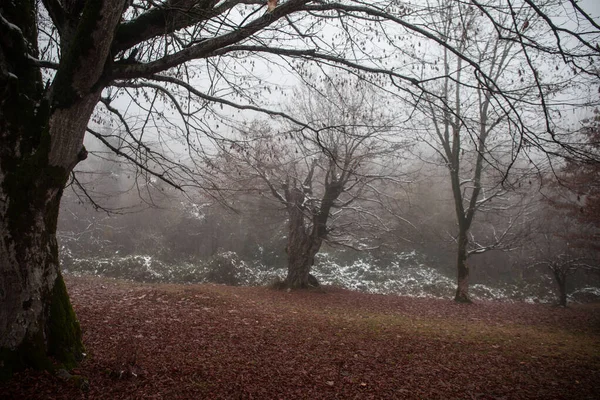 Paisaje Con Hermosa Niebla Bosque Colina Sendero Través Misterioso Bosque —  Fotos de Stock