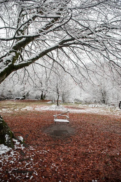 Scène Une Seule Balançoire Suspendue Une Branche Arbre Dans Une — Photo