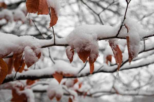 新鮮な雪で覆われた山の中で冬の木 雪に覆われた黄色と赤の秋の葉 コーカサスの山岳道路 アゼルバイジャン — ストック写真