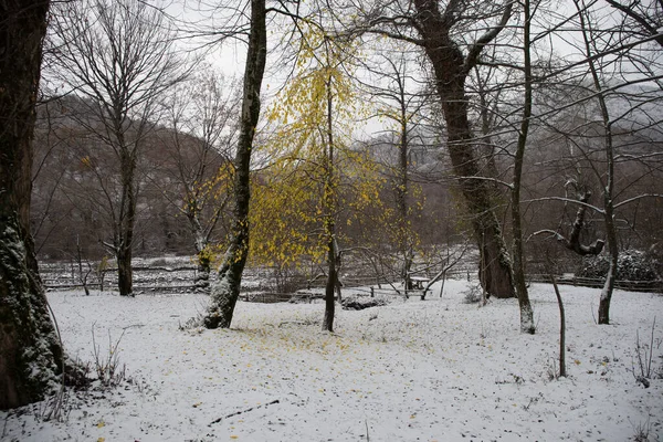 Arbres Hiver Dans Les Montagnes Couvertes Neige Fraîche Feuilles Automne — Photo