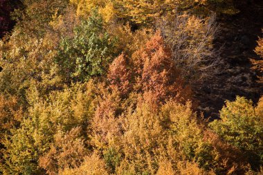Renkli sonbahar ormanıyla muhteşem bir manzara. Sonbahar mevsiminde güzel ağaçlar. Azerbaycan Doğası