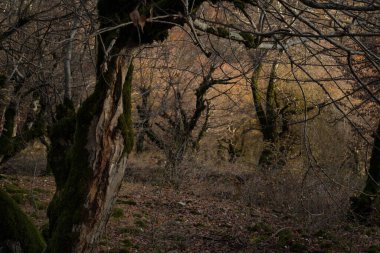 Günbatımında asfalt dağ yolu olan renkli sonbahar ormanıyla muhteşem bir manzara. Sonbaharda akşamları boş yollar, ağaçlar ve güneş ışığı olan güzel bir manzara. Seyahat geçmişi. Doğa