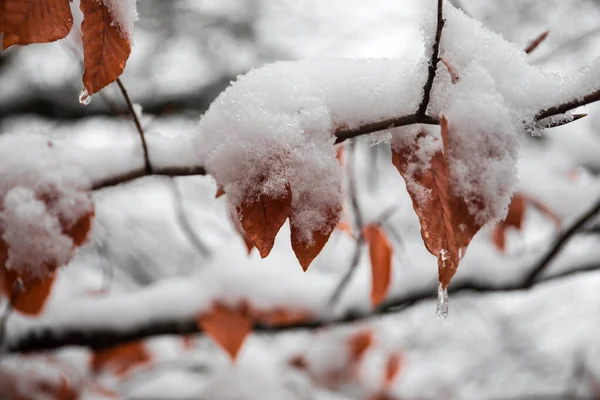 新鮮な雪で覆われた山の中で冬の木 雪に覆われた黄色と赤の秋の葉 コーカサスの山岳道路 アゼルバイジャン — ストック写真