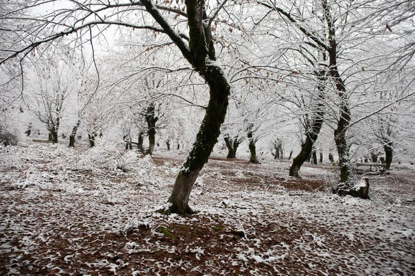 Vinterträd Berg Täckta Med Nysnö Vackert Landskap Med Grenar Träd — Stockfoto