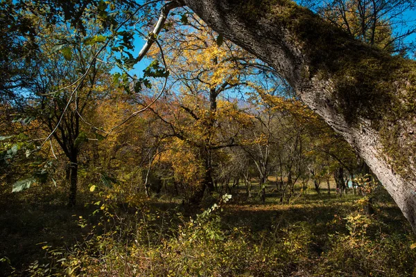 Vista Incrível Com Floresta Outono Colorido Belas Árvores Época Outono — Fotografia de Stock