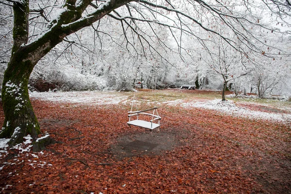 Scen Enda Gunga Hängande Från Trädgren Vinter Snöig Skog Azerbajdzjans — Stockfoto