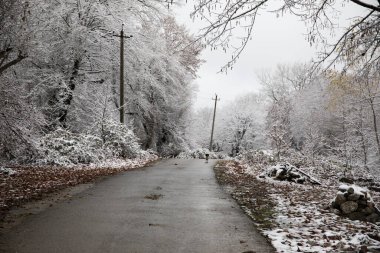 Dağlardaki kış ağaçları taze karla kaplıdır. Ağaç dallarının karla kaplı olduğu güzel bir manzara. Kafkasya 'daki dağ yolunda. Azerbaycan