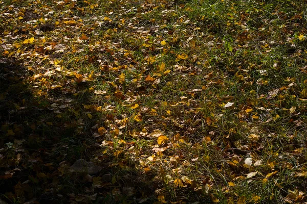 金光闪闪的秋天树叶落在森林的地面上 森林里有五彩缤纷的金黄色叶子 野外自然 — 图库照片