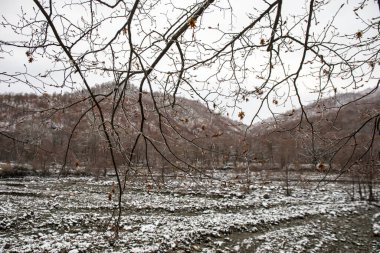 Dağlardaki kış ağaçları taze karla kaplıdır. Ağaç dallarının karla kaplı olduğu güzel bir manzara. Kafkasya 'daki dağ yolunda. Azerbaycan