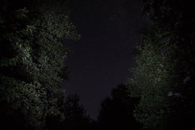 Geceleri ormanda bir hayaletin olduğu eski bir ev ya da sis içinde terk edilmiş bir korku evi. Ölü ağaç ormanındaki eski mistik bina. Geceleri aylı ağaçlar. Gerçeküstü ışıklar. Korku Cadılar Bayramı konsepti