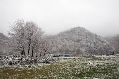 Dağlardaki kış ağaçları taze karla kaplıdır. Karla kaplı ağaç dallarıyla güzel sisli bir manzara. Kafkasya 'daki dağ yolunda. Azerbaycan