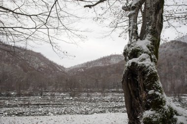 Dağlardaki kış ağaçları taze karla kaplıdır. Ağaç dallarının karla kaplı olduğu güzel bir manzara. Kafkasya 'daki dağ yolunda. Azerbaycan
