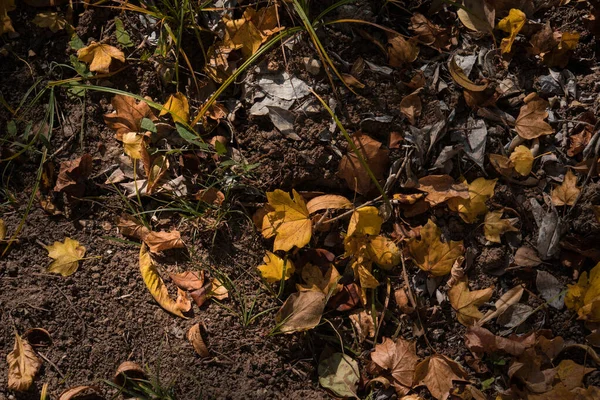 Ormanda Yere Altın Gibi Titreşimli Yapraklar Dökülüyor Renkli Altın Yapraklı — Stok fotoğraf