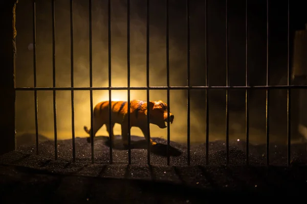 站在动物园笼子里的老虎缩影的轮廓 梦想着自由 创意装饰与五彩缤纷的背光与雾 有选择的重点 — 图库照片